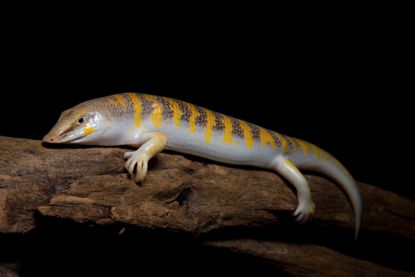 Sandfish Info, Care Guide, Varieties, Lifespan & More (with Pictures