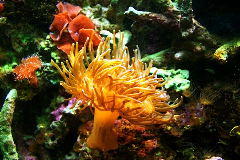 sea anemone in a tank