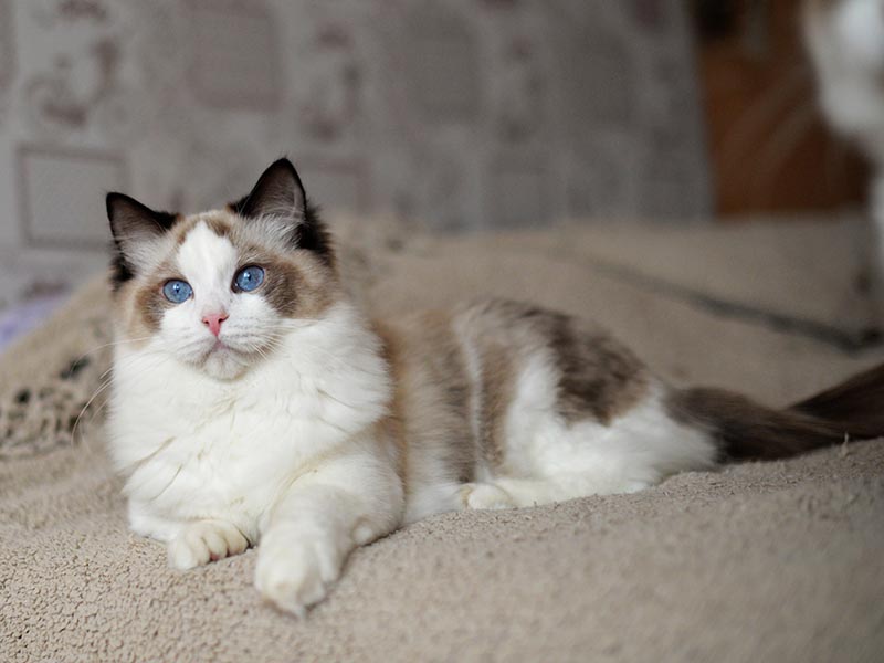 seal point bicolor ragdoll cat breed