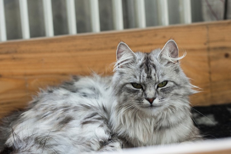 shaded silver norwegian forest cat lying outdoor