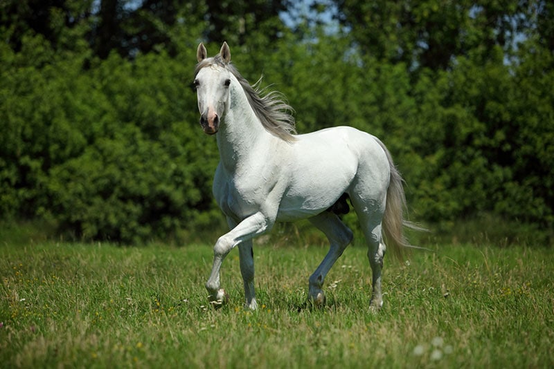 151 Female Horse Names for Mares and Fillies: Sweet, Feminine & Popular ...