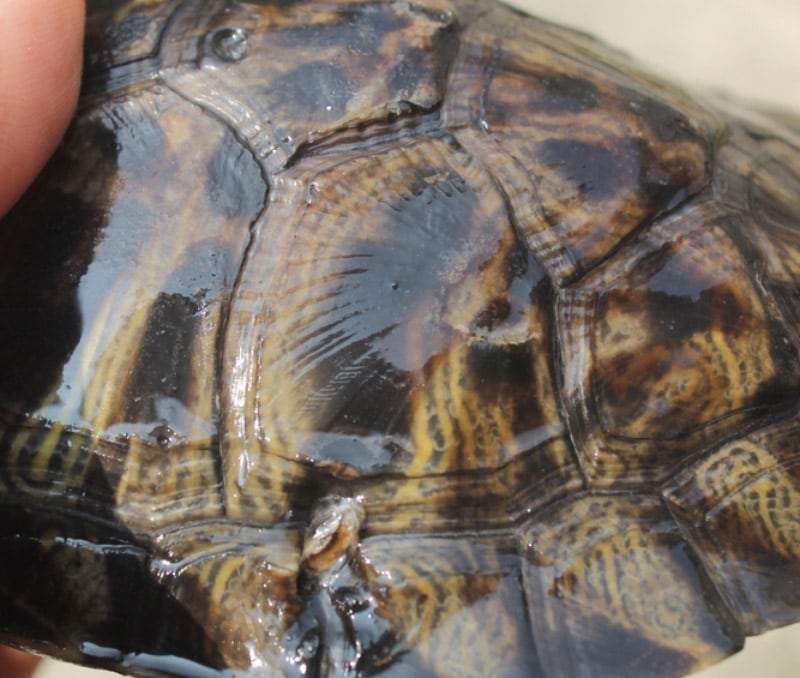 Turtle Shell Rot Vet Explained Treatment Causes And Prevention Pangovet