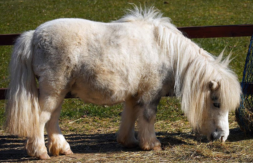 shetland pony eating grass