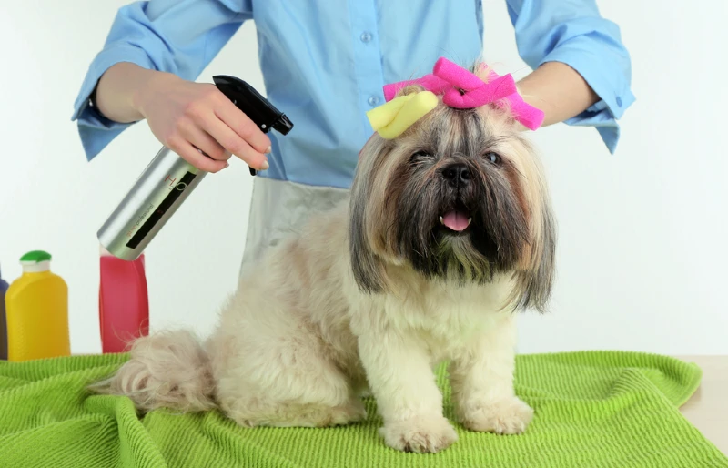 shih tzu being groomed