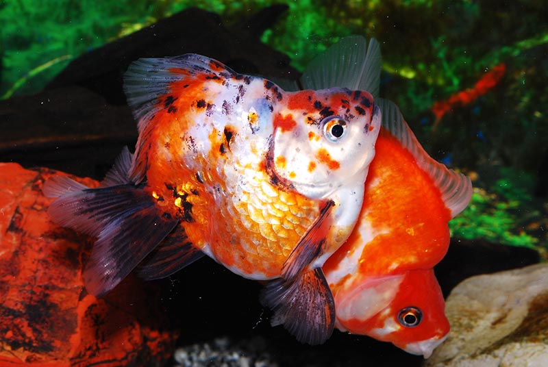 short tailed ryukin goldfish