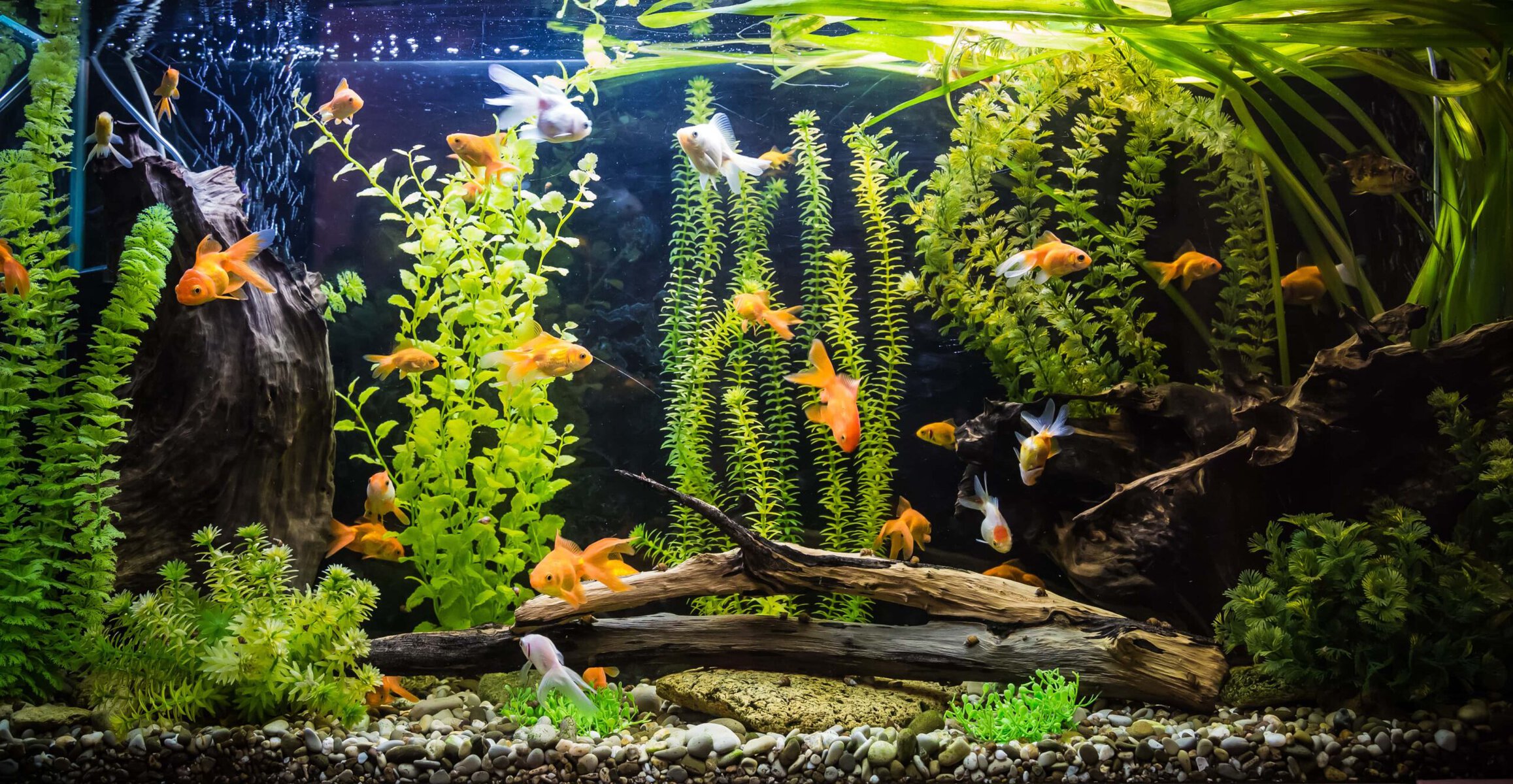 Ideal goldfish tank hotsell