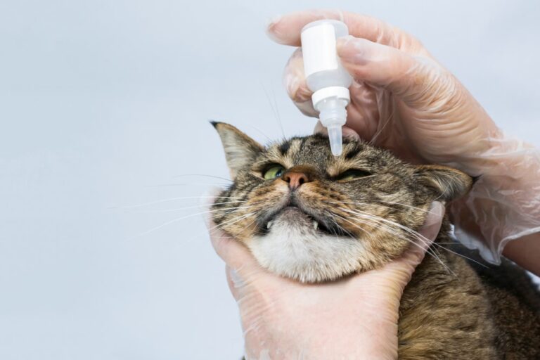 Can I Use Human Eye Drops on My Cat? Vet-Reviewed Facts & FAQ | PangoVet