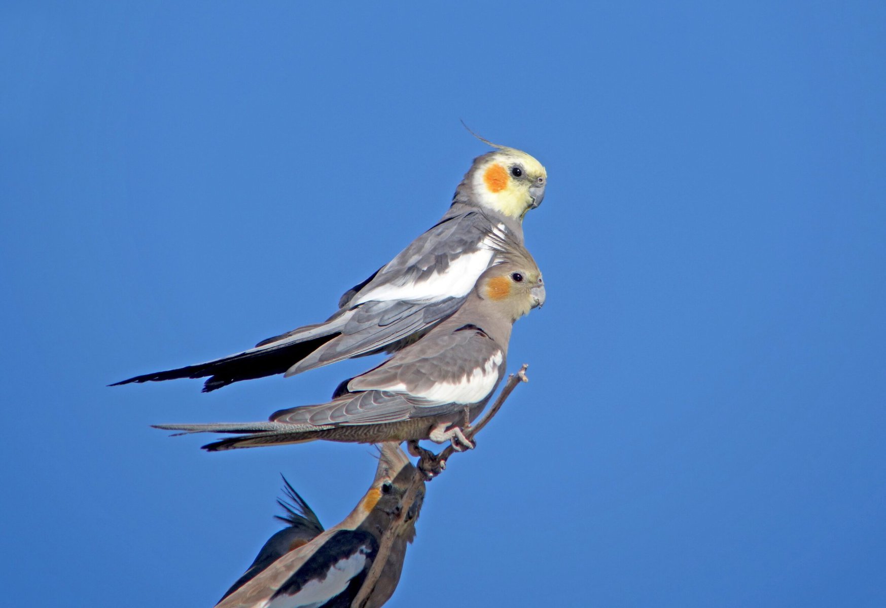 Male Or Female Cockatoo How To Identify The Differences Vet Answer Pangovet