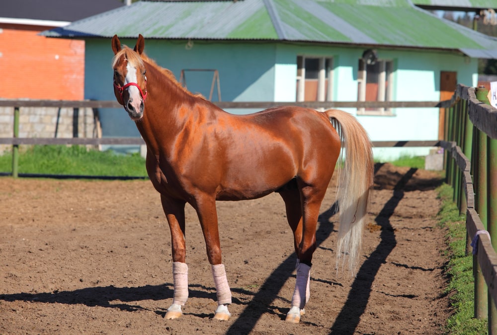 Arabian horse standing