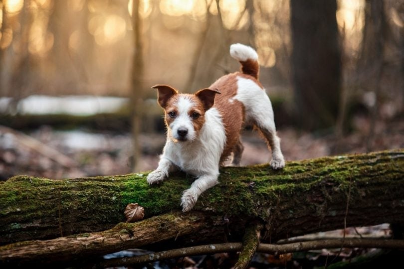 jack russell terrier on log_dezy, Shutterstock