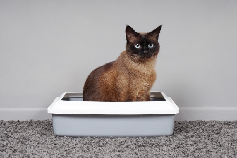 siamese cat sitting in a litter box