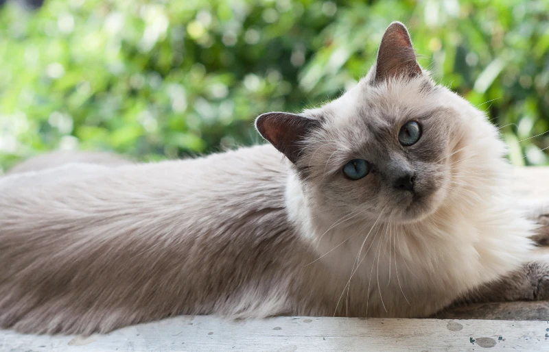 Siamese Ragdoll Cat Mix: Info, Pictures, Care Guide, & Traits | PangoVet