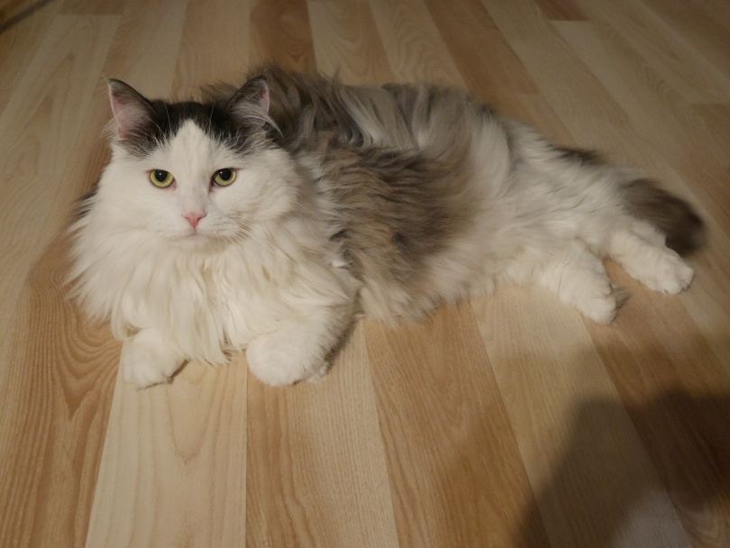 siberian cat indoor
