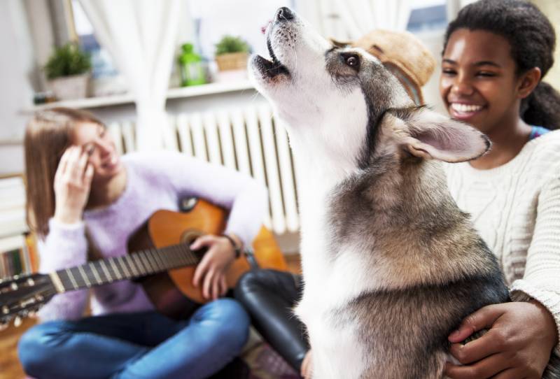 siberian husky howling at home while playing music