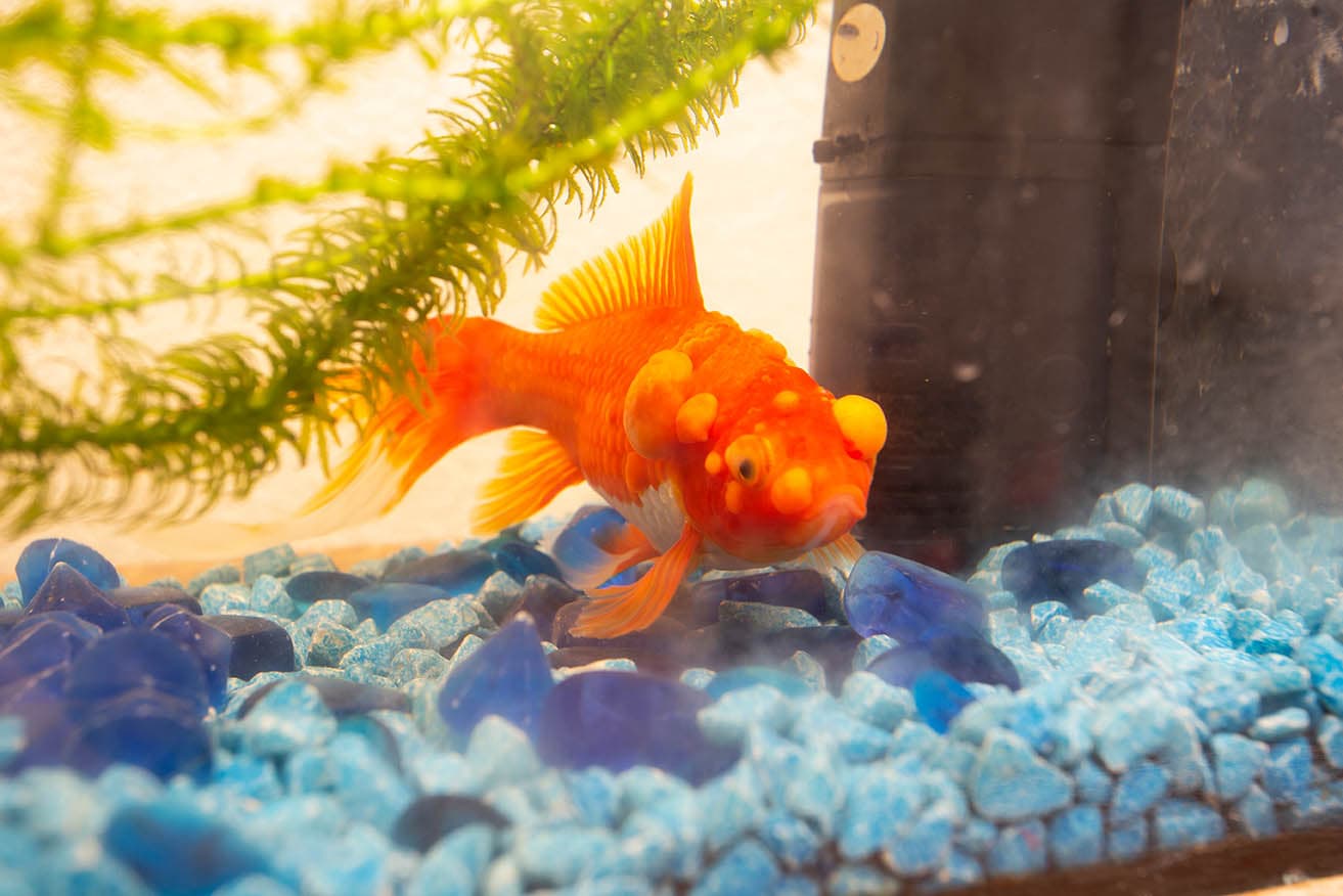 40 Goldfish Disease Symptoms Don’t Ignore These Warning Signs PangoVet