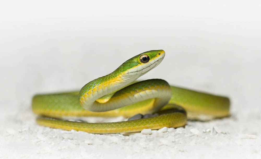 9 Snakes That Don't Eat Mice & Other Rodents (With Pictures) PangoVet