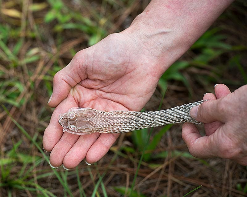 How Often Do Snakes Shed? How Long It Takes, Signs &amp; Causes