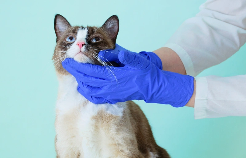 Cat Diseases & Illnesses 7 Common Types (Vet Answer) PangoVet