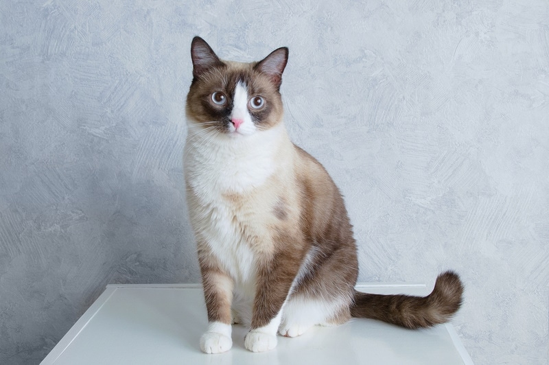 snowshoe cat sitting on the table