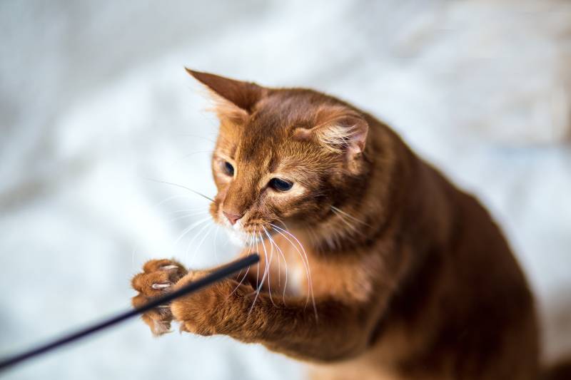 somali cat playing with the wand