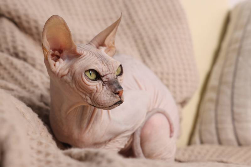 sphynx cat relaxing on sofa at home