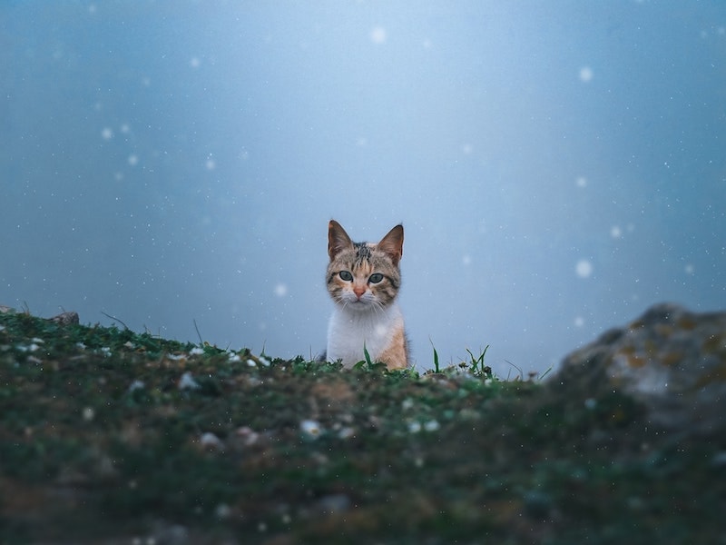 spiritual cat on snowy ground