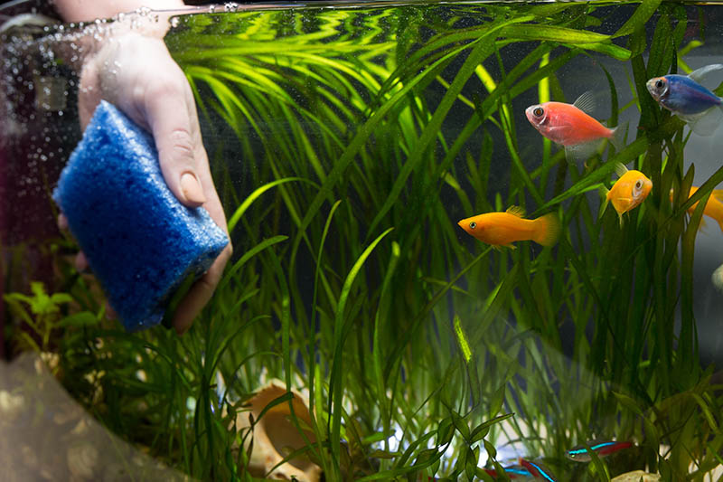 Why Does My Fish Tank Smell? 9 Reasons (Vet Answer) PangoVet
