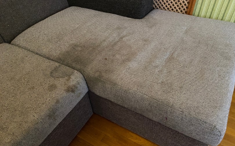 How to Get Cat Vomit Smell Out of Couch: 12 Effective Tips | PangoVet