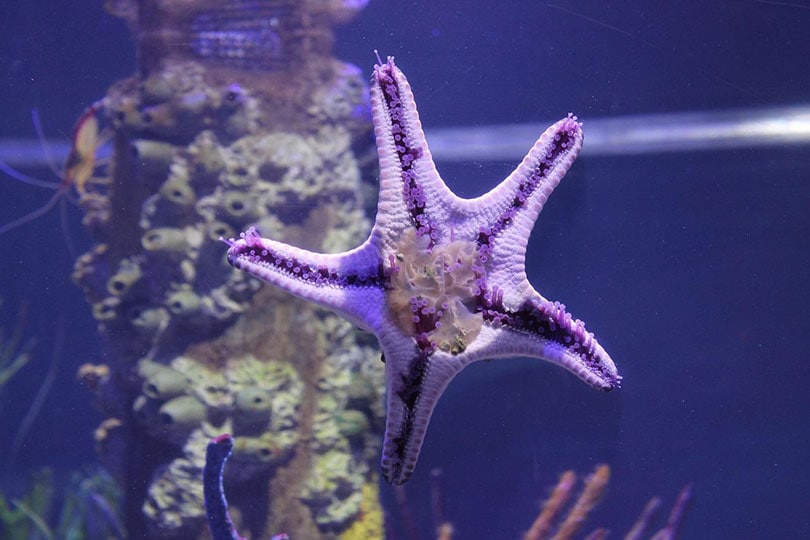 starfish in an aquarium tank