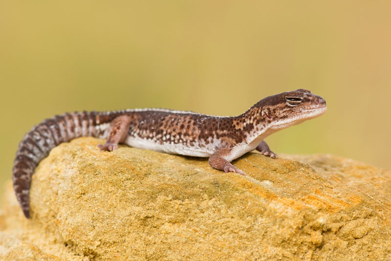 striped african fat tailed gecko on a rock