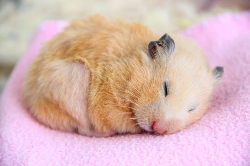 syrian hamster sleeps on a pink blanket_AlexMilan_shutterstock