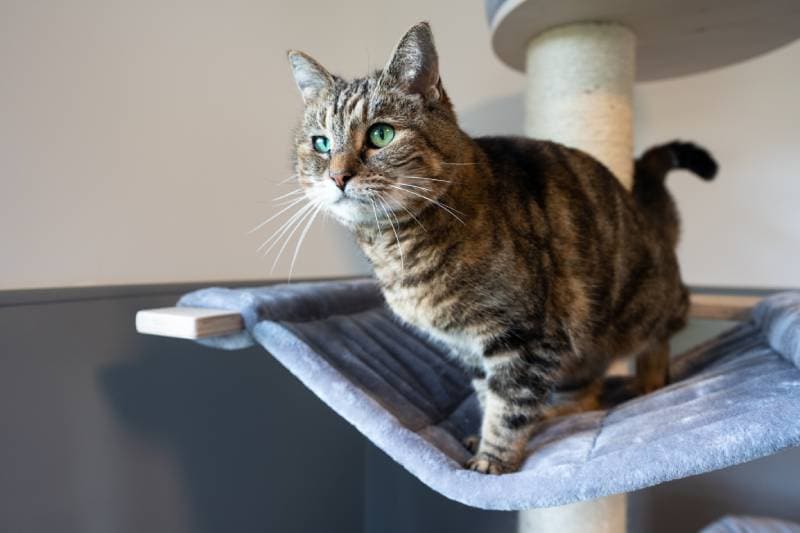tabby cat with green eyes in a cat tree