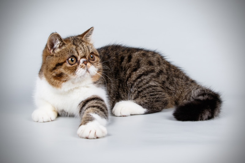 tabby exotic shorthair cat