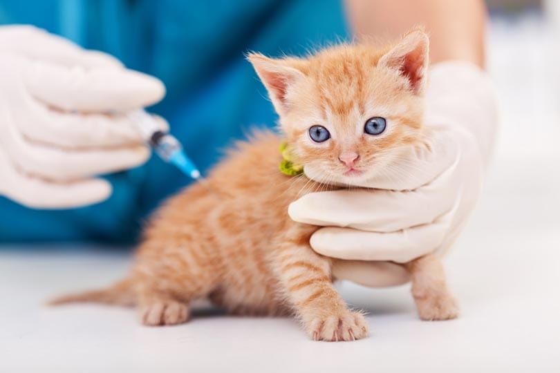 tabby kitten getting vaccine in vet clinic