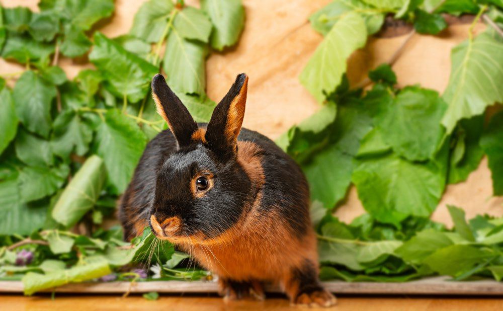tan rabbit with grass on wooden background