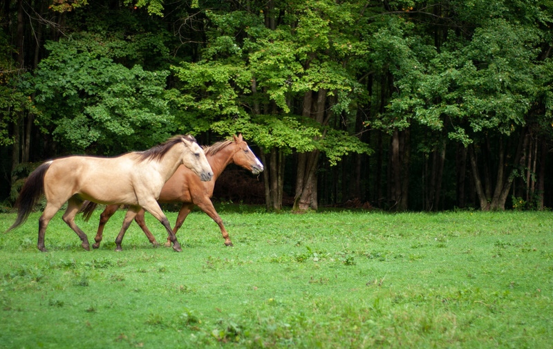 tenessee walking horse in the field