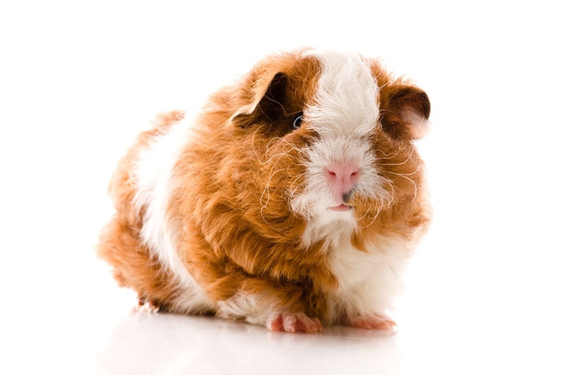 7 Rare Guinea Pig Breeds (With Info & Pictures) | PangoVet