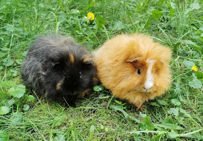 Papaya for guinea pigs best sale