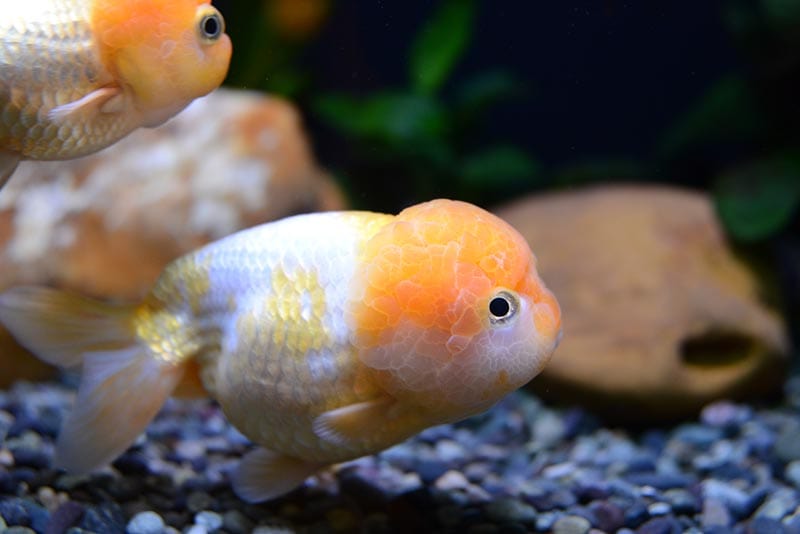thai lionchu goldfish