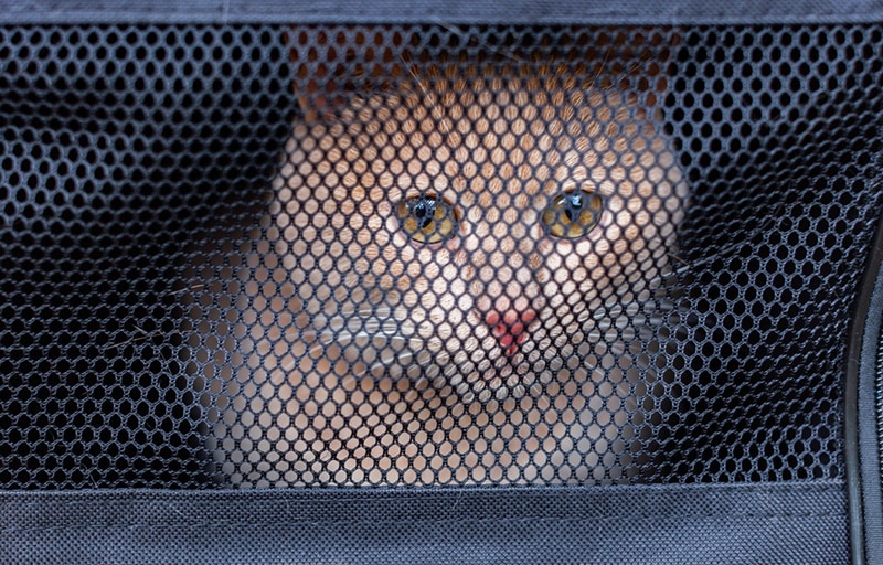 the cat sits in a Mesh carrier and looks through the net