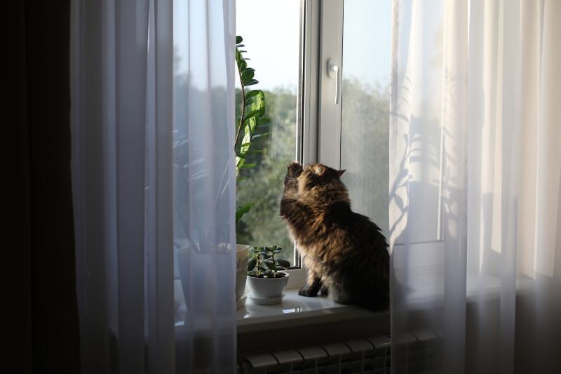 Why Does My Cat Scratch at the Window? 7 Main Reasons | PangoVet