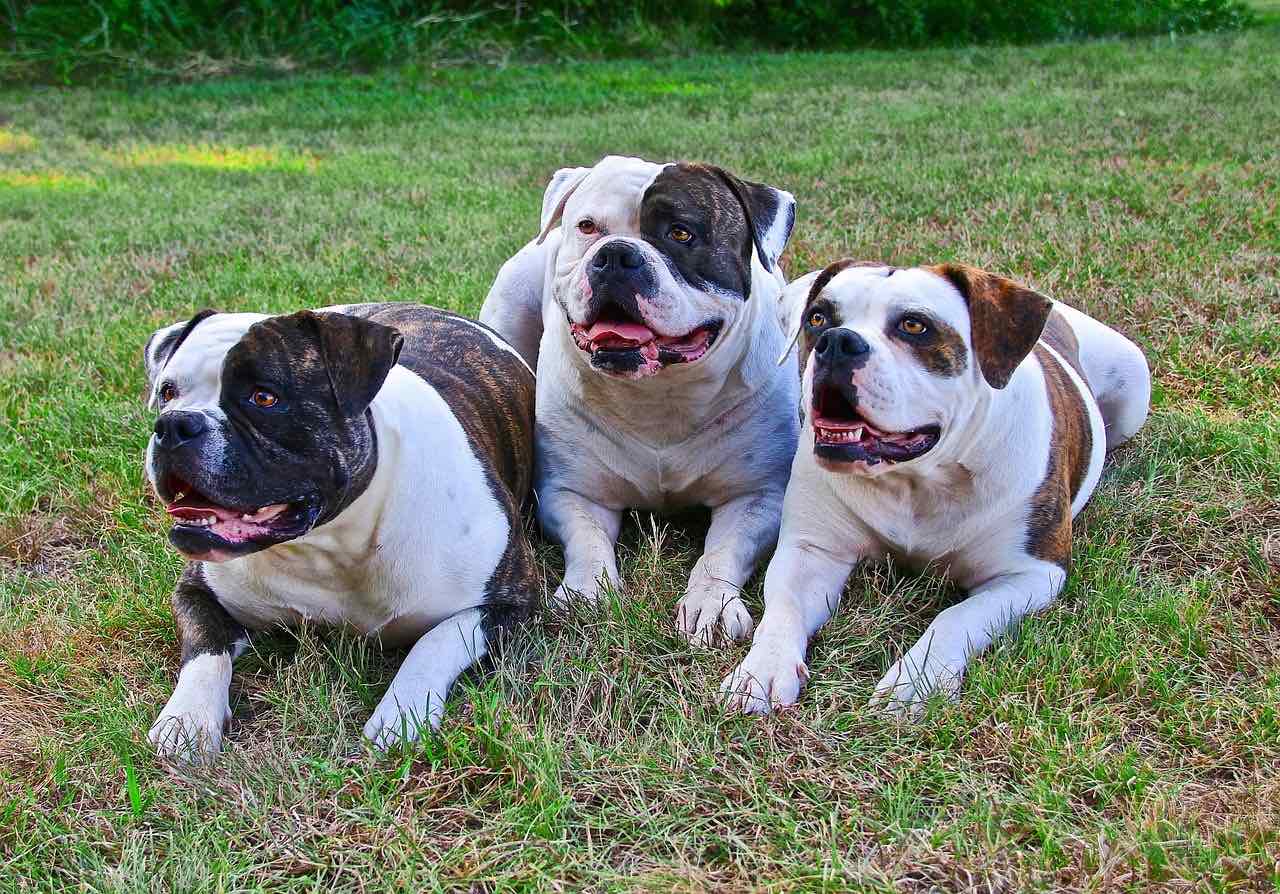 Bulldogs Deals Johnson American Bulldog Puppies American Johnson