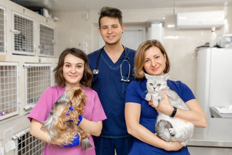 three vet nurses in clinic
