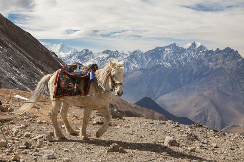 tibetan pony in the mountain