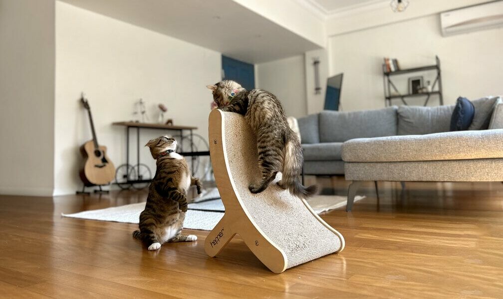 tony and cheetah playful kittens on the hepper hi-lo cat scratcher