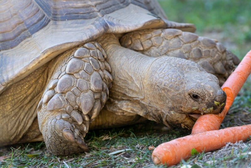 Can Tortoises Eat Apples? What You Need to Know (Vet Reviewed 