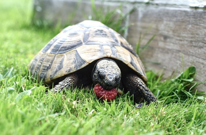 tortoise eating in the wild