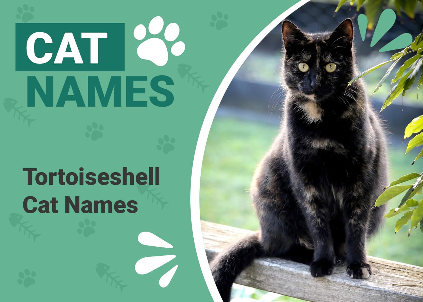 250+ Tortoiseshell Cat Names Unique Options for Your Tortie Cat PangoVet