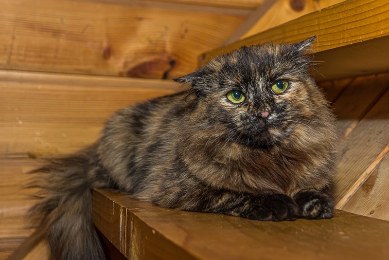 tortoiseshell persian cat on wooden table