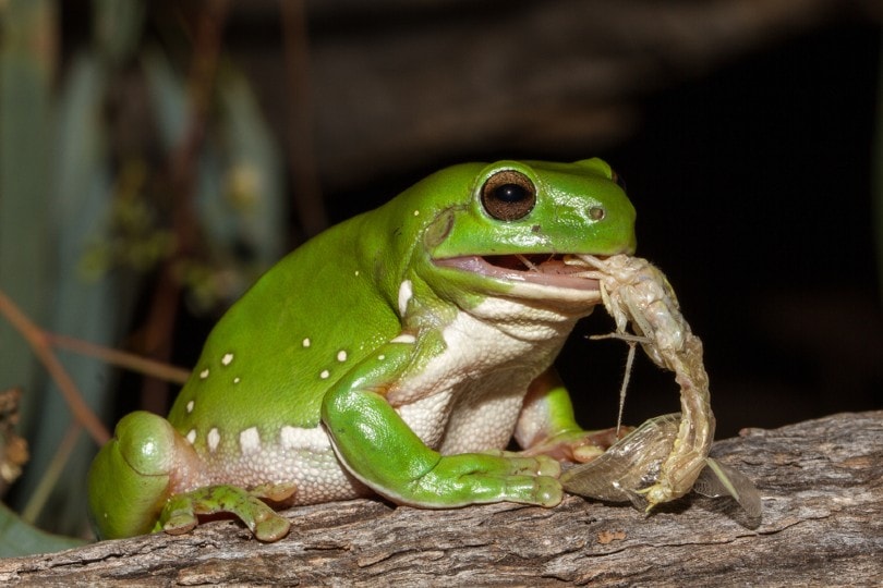 What Do Tree Frogs Eat in the Wild and as Pets? Diet & Health Facts